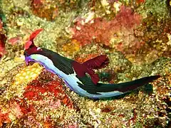 Nembrotha chamberlaini from Verde Island, the Philippines