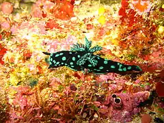 Nembrotha cristata in Bunaken National Park