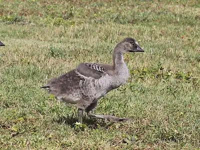 Nene gosling on Kauai