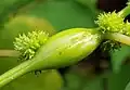 False nettle stem gall caused by gall midge Neolasioptera boehmeriae  (Cecidomyiidae)