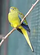 Captive at Walsrode Bird Park, Germany