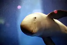 White porpoise