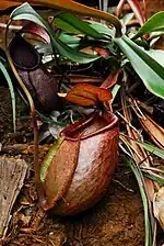 A small lower pitcher from Dinagat