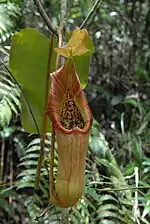 A recently opened pitcher with typical colouration from the Pantaron Range, Mindanao