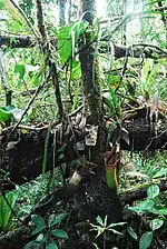 An epiphytic N. truncata from the Pantaron Range near San Fernando