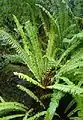 Nephrolepis cordifolia at the New York Botanical Garden