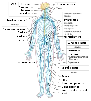 Nervous system