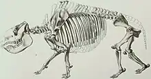 Skeleton of Nesodon (Toxodontia, Toxodontidae)