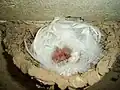 Chicks and eggs in a nest with horse-hair lining