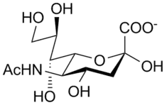 N-acetylneuraminic acid