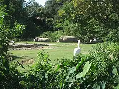 Rhinoceros exhibit