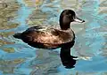 A female New Zealand scaup