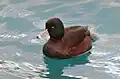 A male New Zealand scaup