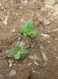 Seedling