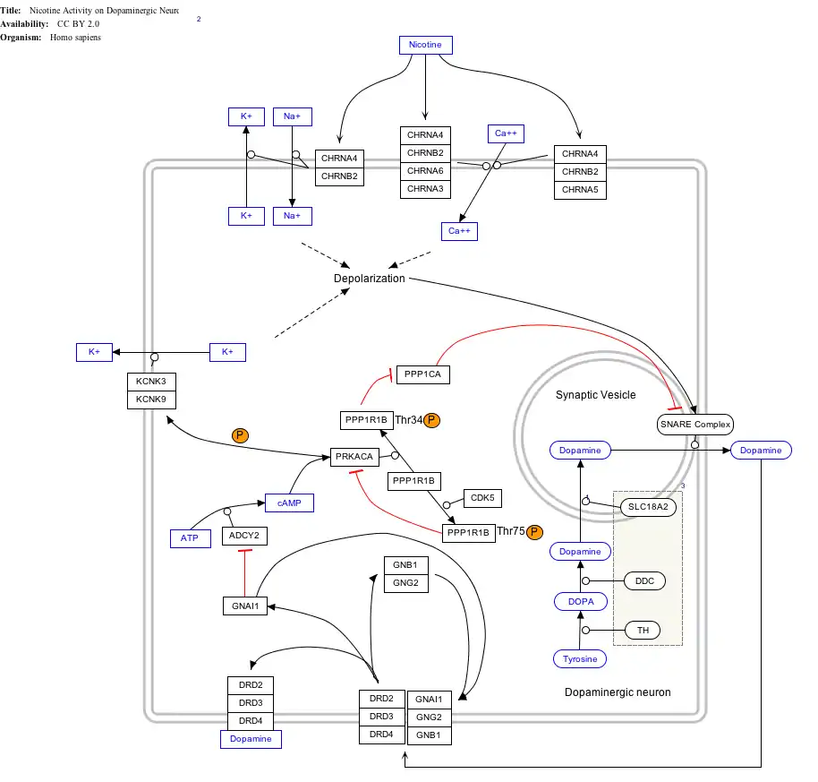 NicotineDopaminergic_WP1602