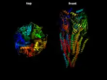 The nicotinic acetylcholine receptor