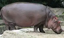 Hippopotamuses