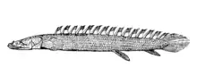 Nile bichir Polypterus bichir