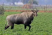 Black bovid