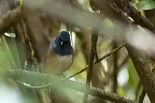 The white-bellied shortwing (Brachypteryx major)