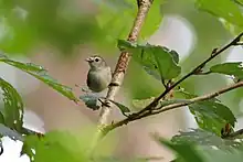 Nligiri flowerpecker from Western Ghats, Kerala