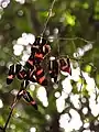 Cluster of H. erato butterflies