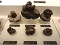 Nipponites ammonites