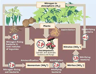 Nitrogen cycle