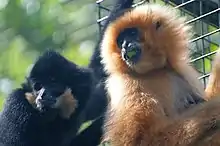 Black gibbon and brown gibbon