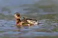 Grebe displaying its webbed feet