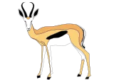 Typical springbok