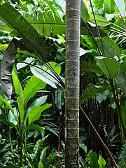 Trunk, growing amongst lush tropical foliage in the Cairns Botanic Gardens, Queensland, Australia