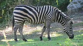 Zebra.