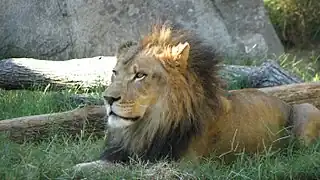 Lion.