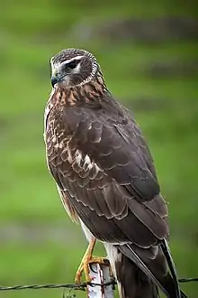 Northern Harrier (Circus cyaneus)