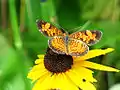 Northern Crescent (Phyciodes cocyta) butterfly