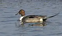 Male in Jamnagar, Gujarat, India