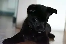 A black puppy laying down on floor facing camera but looking down