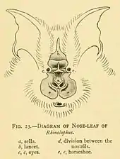 A simple outline of the face of a horseshoe bat, facing forward. A large, leaf-like structure is at the center of its face. The pointed tip arising between the eyes is labeled as the lancet; the u-shaped bottom of the nose-leaf is labeled as the horseshoe; the knob projecting outwards from the center of the nose-leaf is the sella