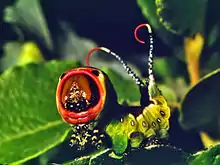 Larva of puss moth (Cerura vinula) in a defensive posture, with black eyespots visible just above its head