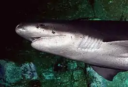 broadnose sevengill shark (Notorynchus cepedianus)