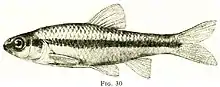 Illustration of "Notropis heterodon"