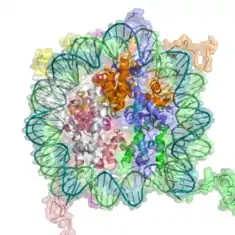 A cartoon representation of the nucleosome structure.