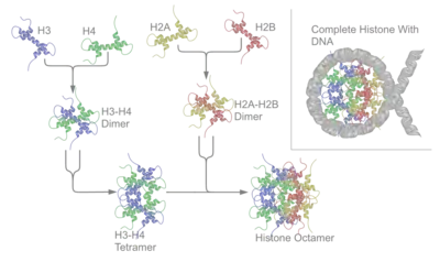 Nucleosome assembly