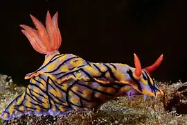 Nudibranch