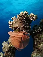 Nudibranch egg ribbon at Shaab Mahmoud (Red Sea), Egypt