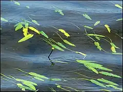 Nuphar sagittifolia, leaves sagittate