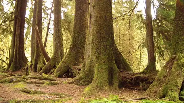 A nurse log providing nutrients for other growing trees