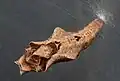 Pupa