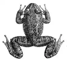 Black-and-white illustration of frog viewed from above